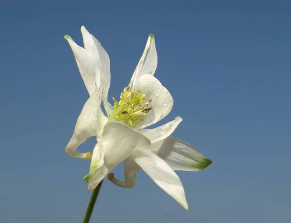 Columbine Flower Petals Grannys Bonnet Columbine — Stock Photo, Image