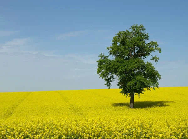 Vue Panoramique Sur Paysage Naturel — Photo