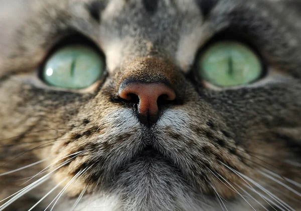 一只漂亮的猫脸的特写 — 图库照片