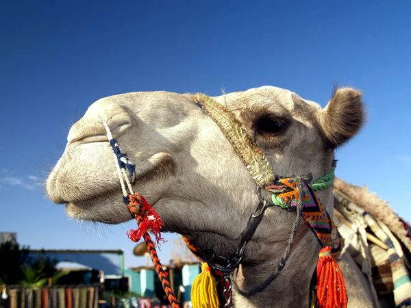 Arabská Poušť Beduín Sahara — Stock fotografie