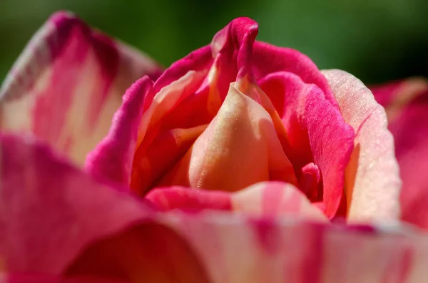 Macro Foto Van Blaadjes Van Een Roos — Stockfoto