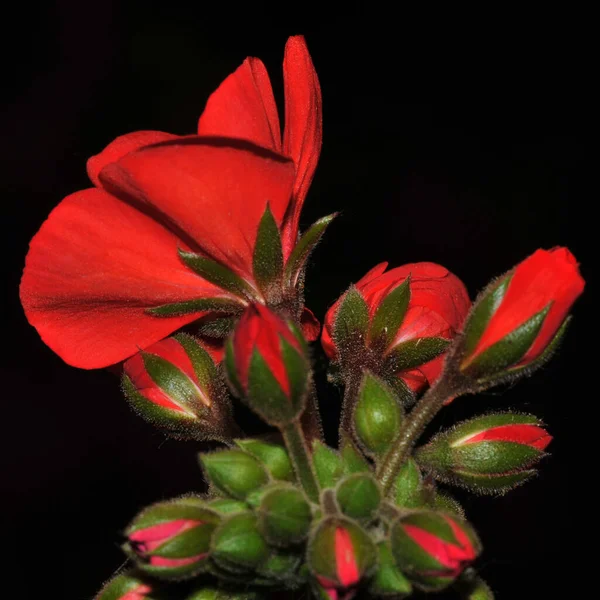 Schöne Botanische Aufnahme Natürliche Tapete — Stockfoto