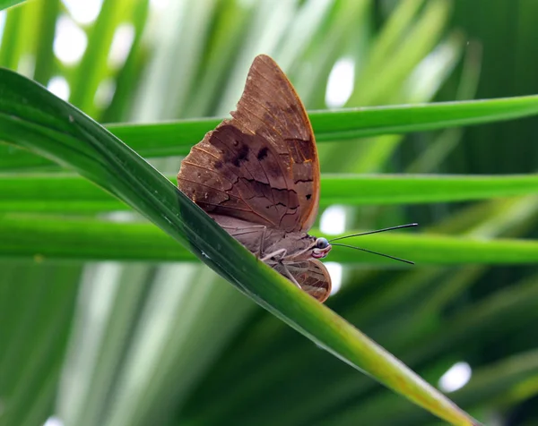 Exotischer Schmetterling Mit Flügeln Insekt — Stockfoto