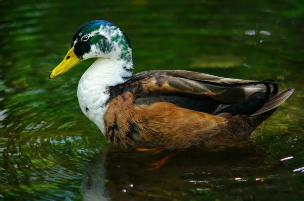 Retrato Pato Sueco Azul Agua —  Fotos de Stock