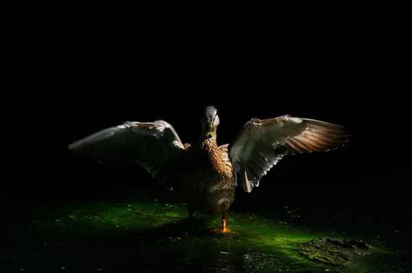 Pato Luz Lago — Fotografia de Stock