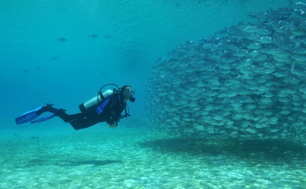 Морской Тематики Обои Подводный Кадр — стоковое фото