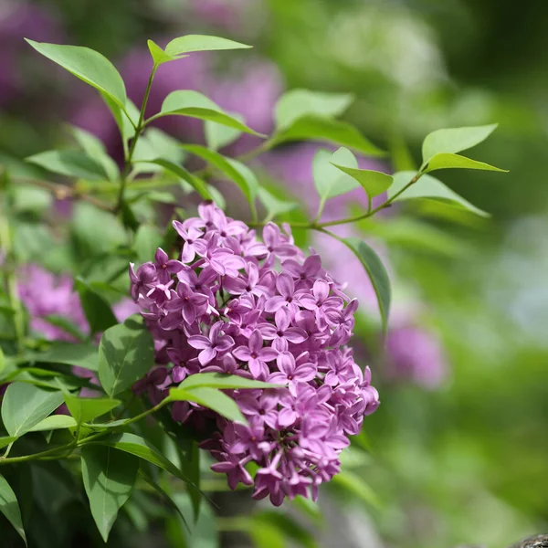 Details Flowers Leaves Common Lilac Syringa Vulgaris — стокове фото