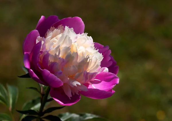 Pfingstrose Blüht Blütenblätter Flora — Stockfoto