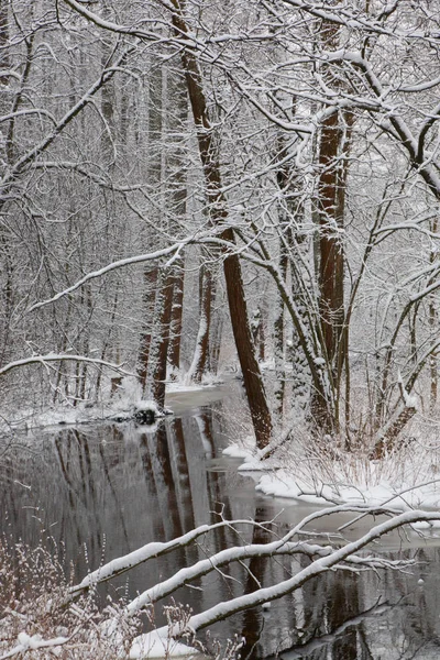 アルダーの木と川の上の雪のリバリアンの森と壊れた1つ嘘をつく — ストック写真
