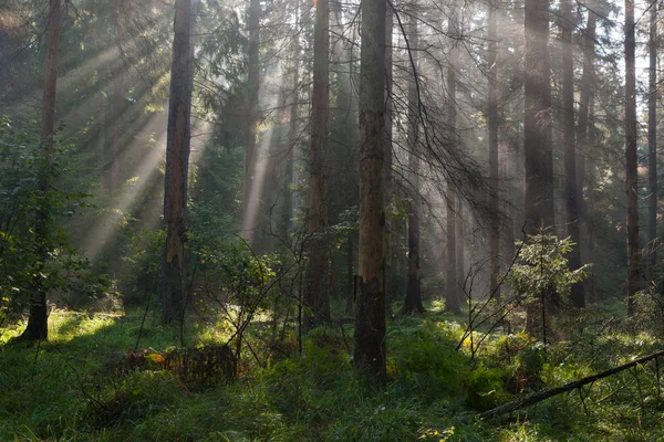 Mañana Otoñal Con Rayos Sol Entrando Bosque Entre Árboles Piña —  Fotos de Stock