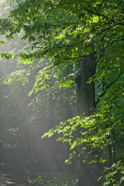 Hornbeam Branches Light Sunrise Old Tree Trung Misty Background — Stock Photo, Image