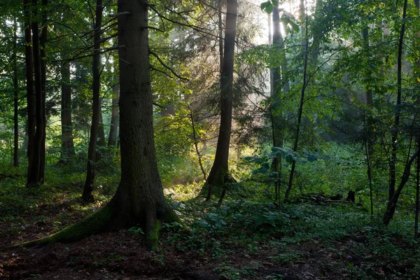 Faisceau Soleil Pénétrant Dans Une Riche Forêt Feuillus Dans Brume — Photo