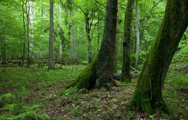 Čerstvé Listnaté Porosty Lesa Bialowieza Jaře Mechem Ovinutými Trámy Popředí — Stock fotografie