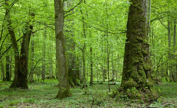 Árvores Tília Velhas Sumertime Bialowieza Floresta Posto — Fotografia de Stock
