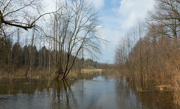 Floresta Bialowieza Ribeirinho Inundado Manhã Primavera — Fotografia de Stock