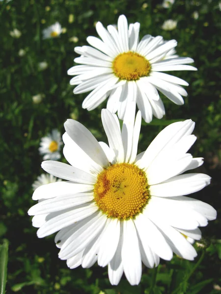 Camomilla Fiori Depositati Flora Estiva — Foto Stock