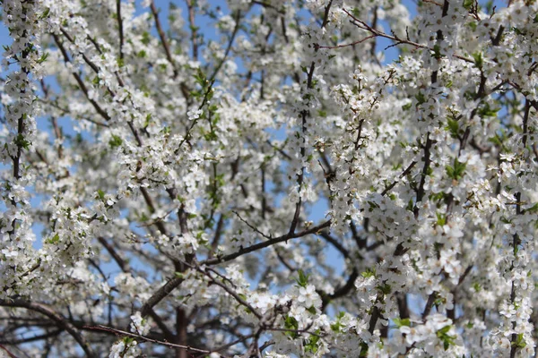 Blühender Baum Frühling Blumen Auf Ästen — Stockfoto