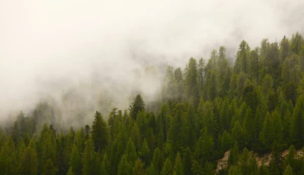 Mlha Horském Lese — Stock fotografie