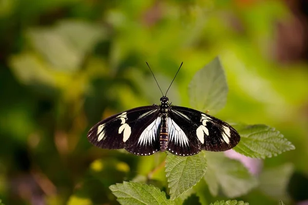 Papillon Reposant Sur Des Feuilles Vertes — Photo