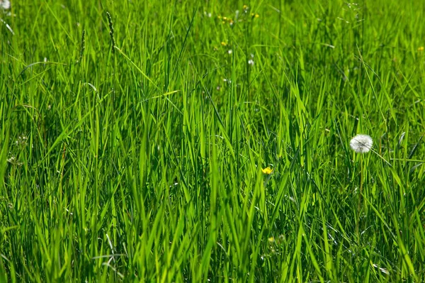 Prairie Pelouse Verte Fond Herbe — Photo