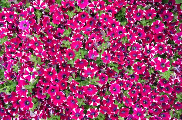 Petunias Színes Virágos Háttér — Stock Fotó