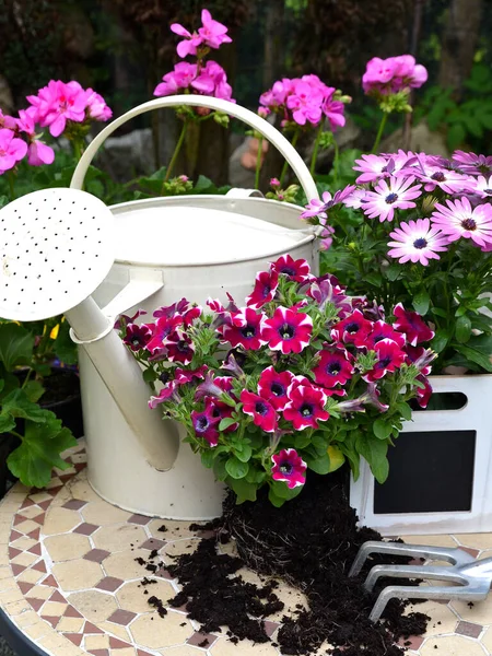 Blüten Frühling Den Gartenpflanzen — Stockfoto