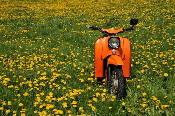 Landleben Selektiver Fokus — Stockfoto