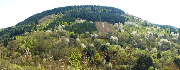 Vista Pittoresca Della Scena Della Natura — Foto Stock