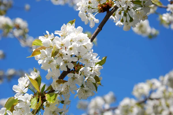 Frühlingsblüte Blumen Auf Baum — Stockfoto