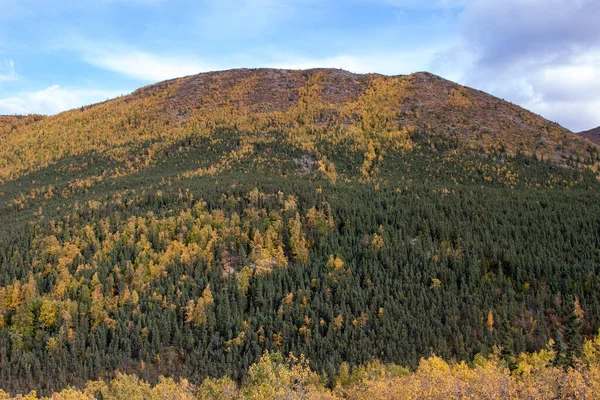 Spruce Birch Trees Intermingled Hillside — Stock Photo, Image
