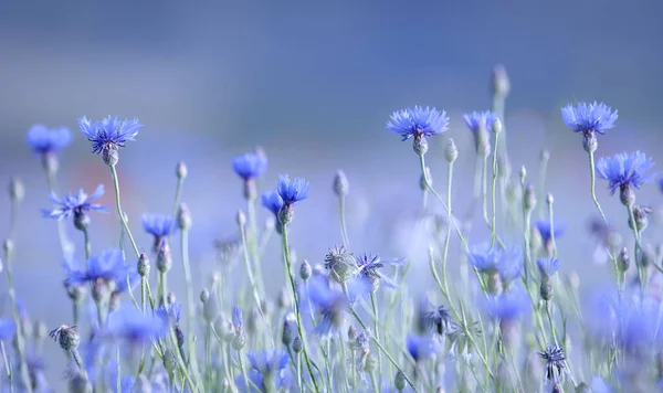 Mavi Renk Peygamberçiçekleriyle — Stok fotoğraf