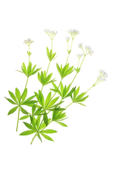 Virágzó Galium Odoratum Fehér Háttérrel Elszigetelve — Stock Fotó