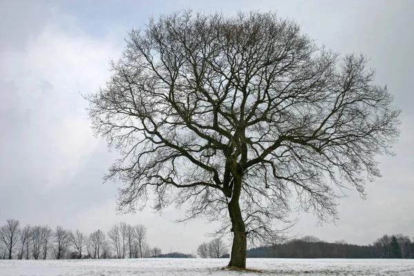 冬日的橡木 — 图库照片