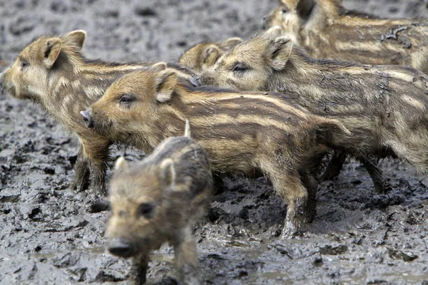 Jonge Dieren Selectieve Focus — Stockfoto