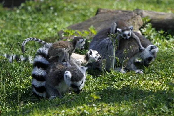 Vista Panorâmica Animais Jovens — Fotografia de Stock