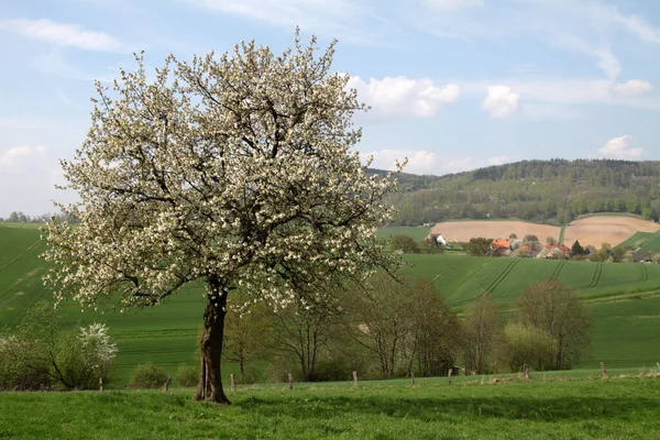 Frühlingsblüte Blumen Auf Baum — Stockfoto