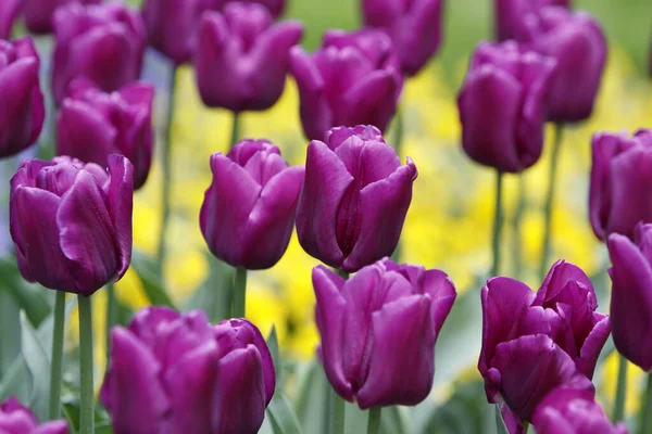 Bahar Laleleri Çiçek Yaprakları Flora — Stok fotoğraf