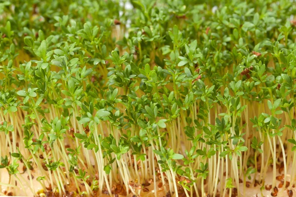 Cress Seedlings Isolated White Background — Stock Photo, Image