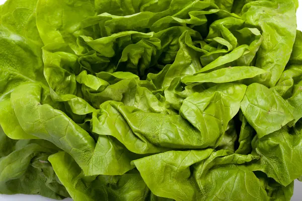 Свежий Зеленый Салат Lettuce Изолирован Белом Фоне — стоковое фото