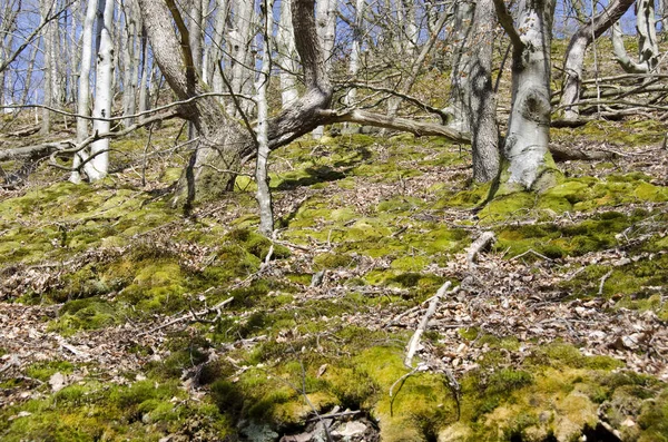 Sveç Kayın Ormanı Kışın Yeşil Yosun — Stok fotoğraf