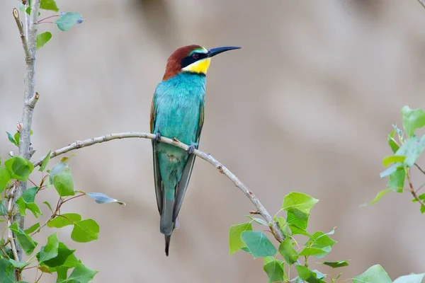 Vacker Utsikt Över Vacker Fågel Naturen — Stockfoto