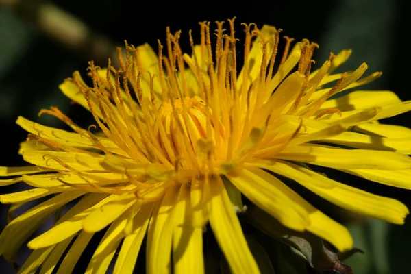 Kwiat Mniszka Lekarskiego Ciemnozielonym Tle — Zdjęcie stockowe