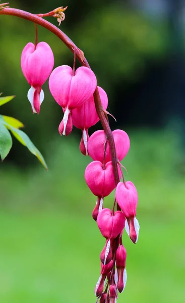 Lamprocapnos Spectabilis Také Známý Jako Staromódní Krvácející Srdce — Stock fotografie