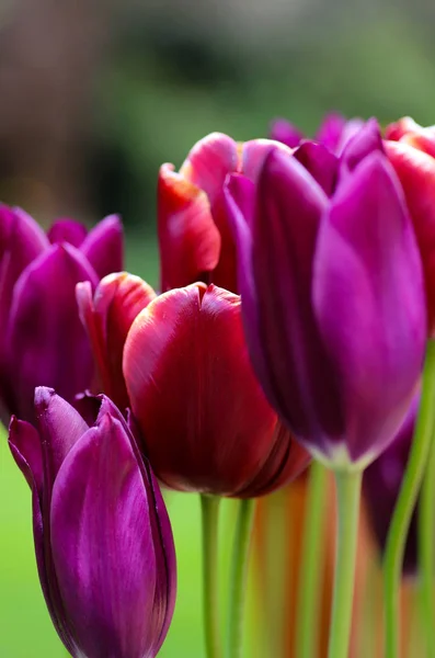 Violette Und Rote Tulpenblüten Auf Hellem Dunkelgrünem Hintergrund Frühling 2013 — Stockfoto