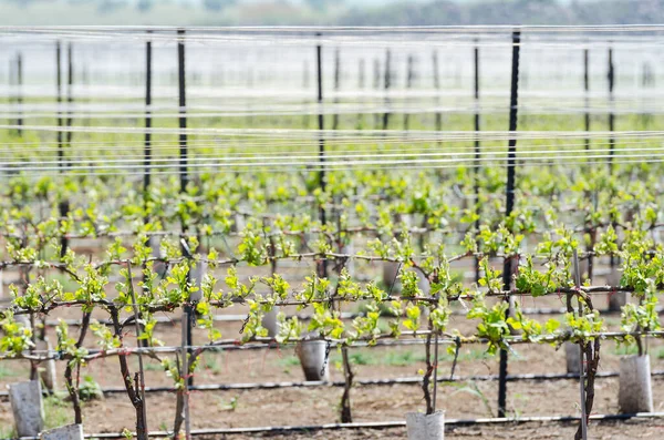 Close Green Sprouts Grape Mountain Vineyard — Stock Photo, Image