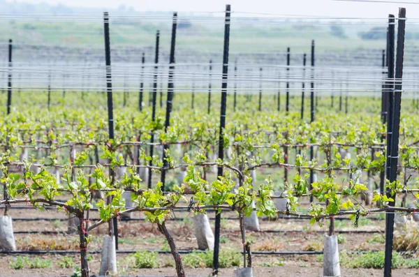Fresh Spring Seedlings Wine Grape Alpine Plantation — Stock Photo, Image