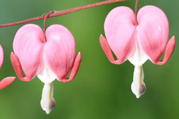 Rosa Gråt Hjärta Blomma — Stockfoto