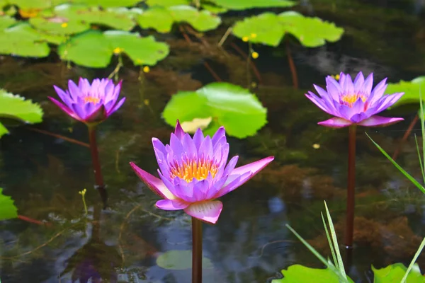 Kwiat Lotosu Lilii Wodnej Stawie — Zdjęcie stockowe