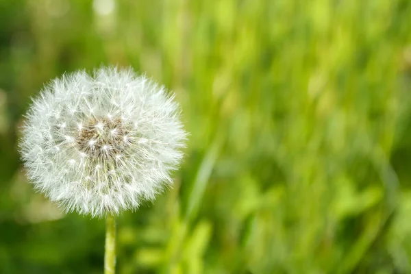 Close Dandelion Background Green Grass — Stock Photo, Image