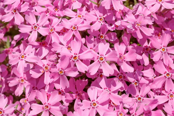 Rózsaszínű Virágok Természetes Háttér Vagy Háttérben — Stock Fotó